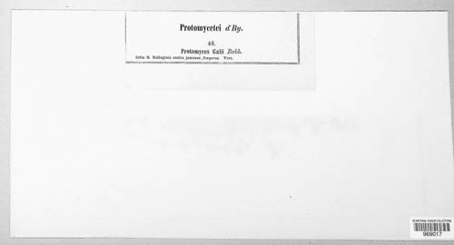 Protomyces galii image
